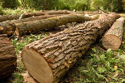 Tree Cutting