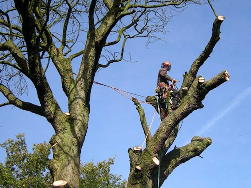 Tree Removal