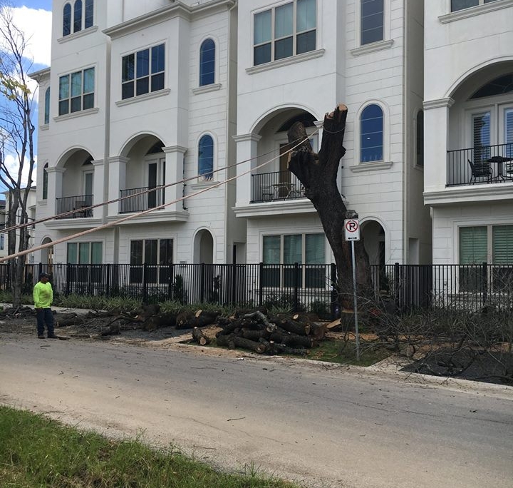 Oak Tree Removal project