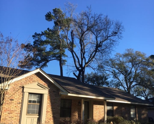 tree trimming