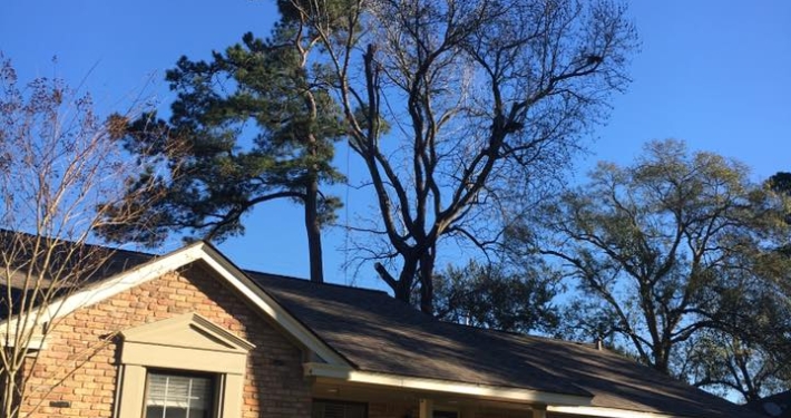 tree trimming