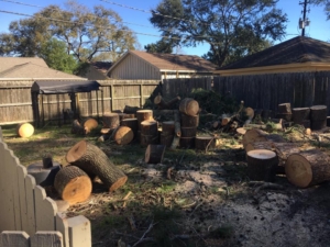 cutting tree removal