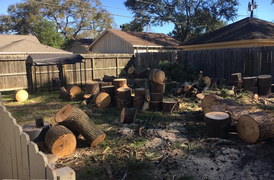 cutting tree removal