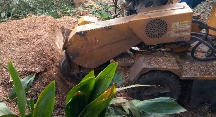 stump grinding