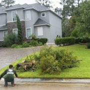 The woodlands tree removal