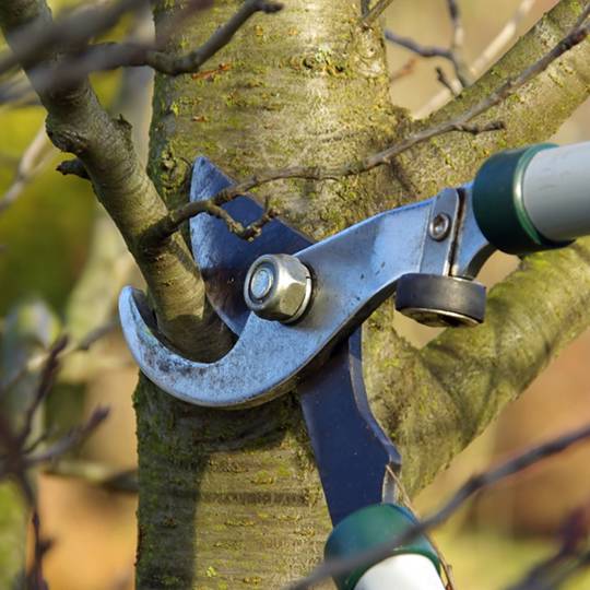 tree pruning service