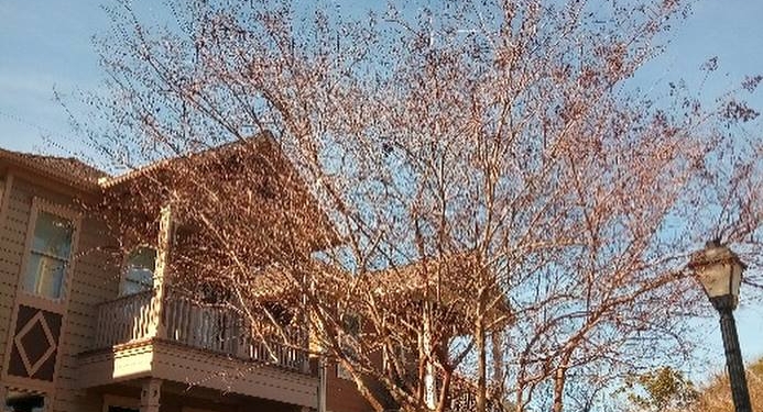 tree topping The Height, Houston, TX