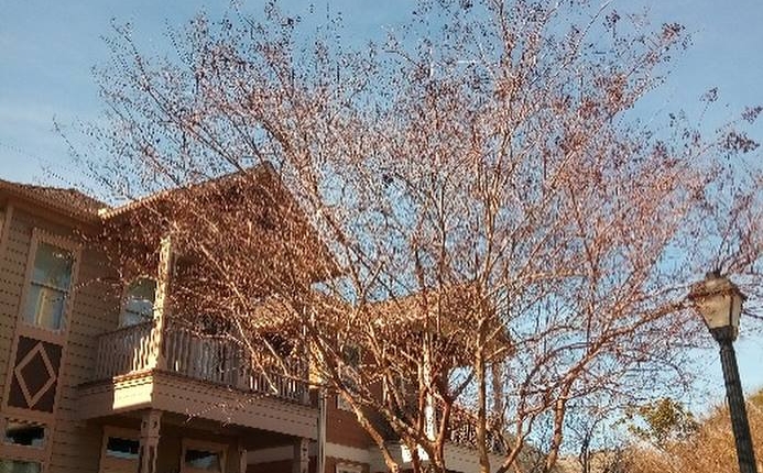 tree topping The Height, Houston, TX