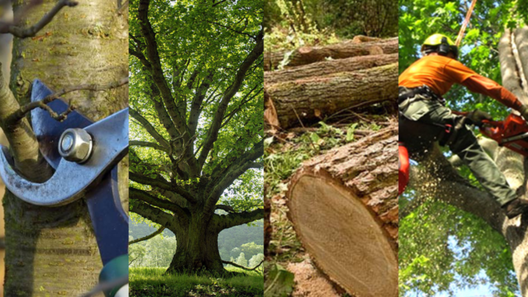 Highpoint Tree Care