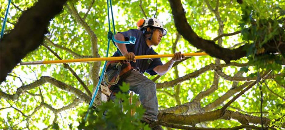 tree trimming services