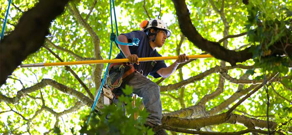 tree trimming services
