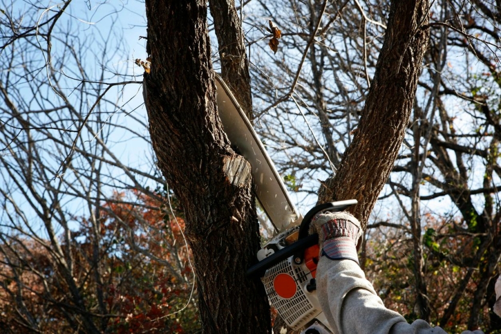 Hickory tree removal, Seagoville TX