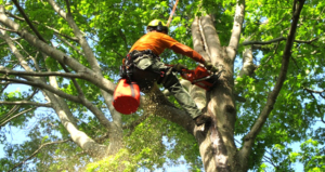 Spring TX tree trimming services