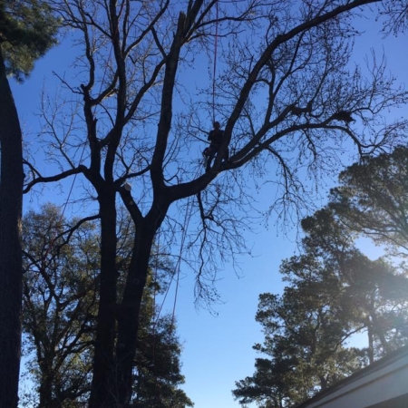 Tree pruning