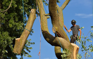 Arborist dismantling tree