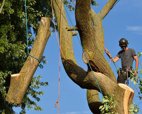 Arborist dismantling tree