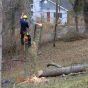 Houston tree removal