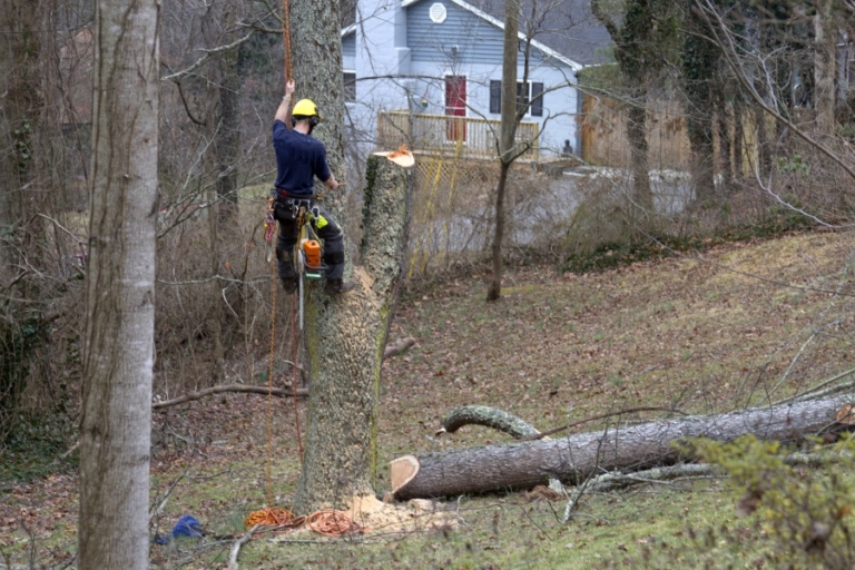 The Best Houston Tree Services Affordable & Fast Highpoint Tree Care