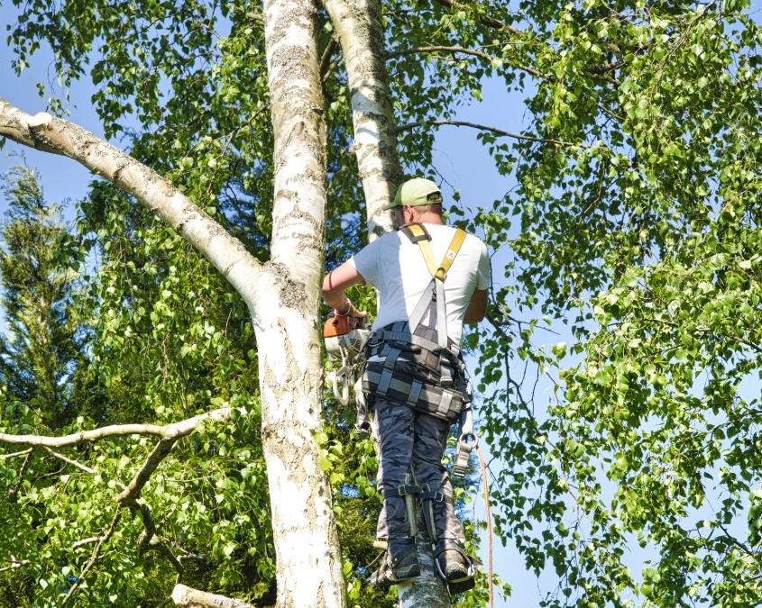 TREE TRIMMING IN HOUSTON, TX