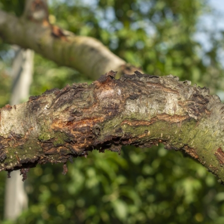 diseased affected branches