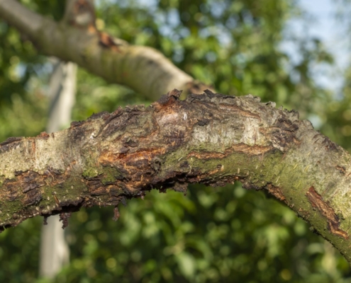 diseased affected branches
