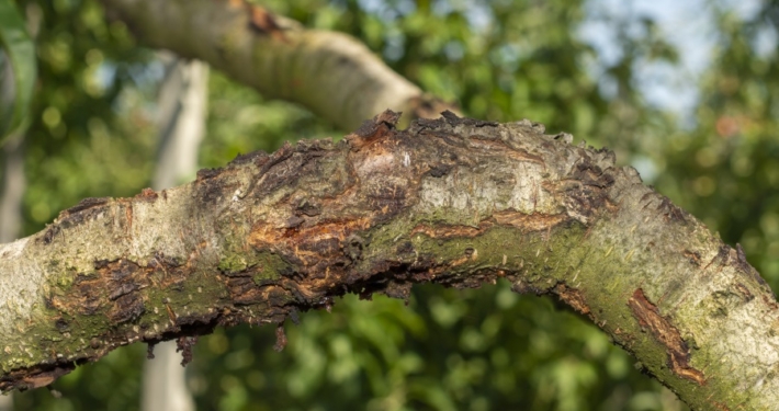 diseased affected branches