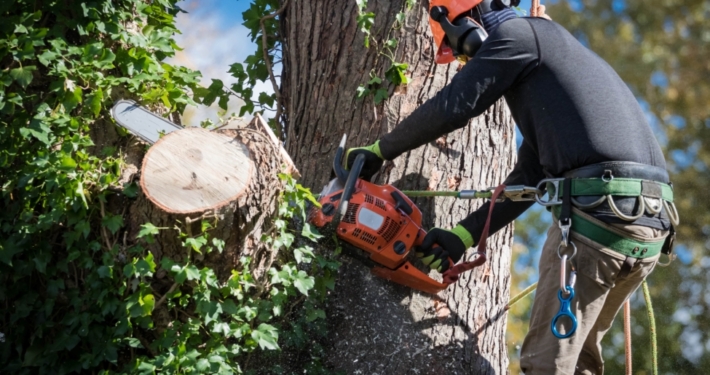 tree servicecompany in cypress tx