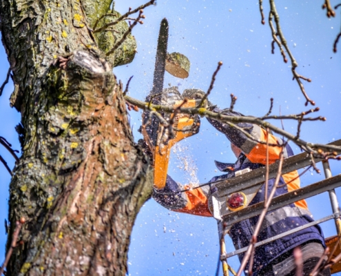 tree service cypress tx