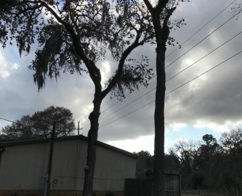 Cypress, TX dead tree removal