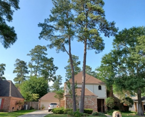 The Woodlands Tree Removal