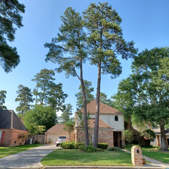 The Woodlands Tree Removal