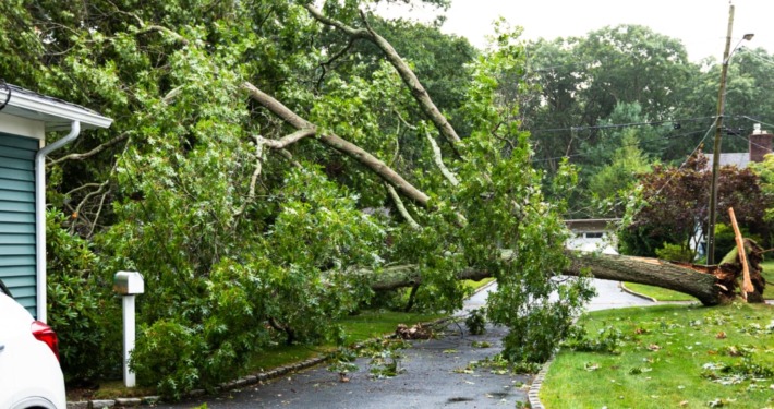 local hurricane storm damage tree services