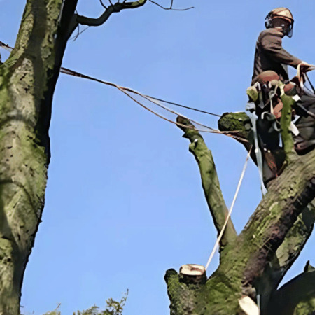 Houston, TX, Tree Removal Services
