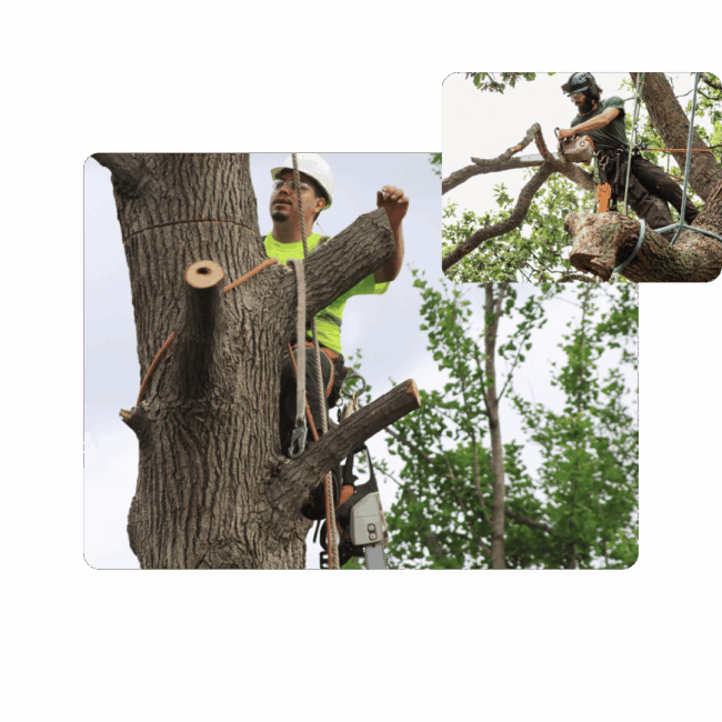 Precision Tree Removal