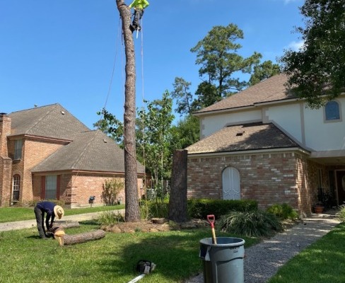 tree removal cutting - front angle