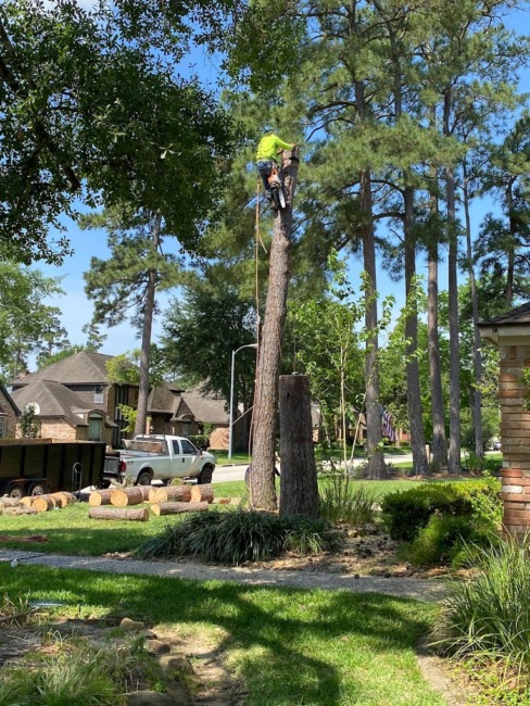 tree removal cutting - side angle