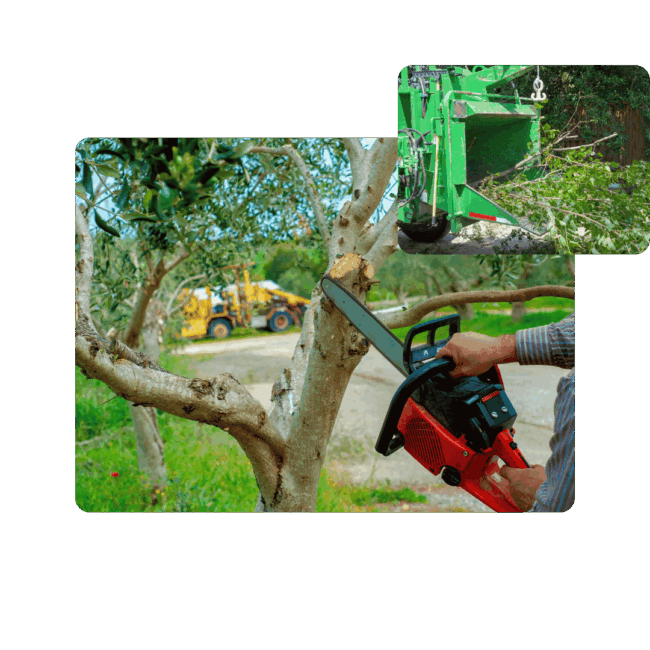 Houston Texas Tree Thinning Services