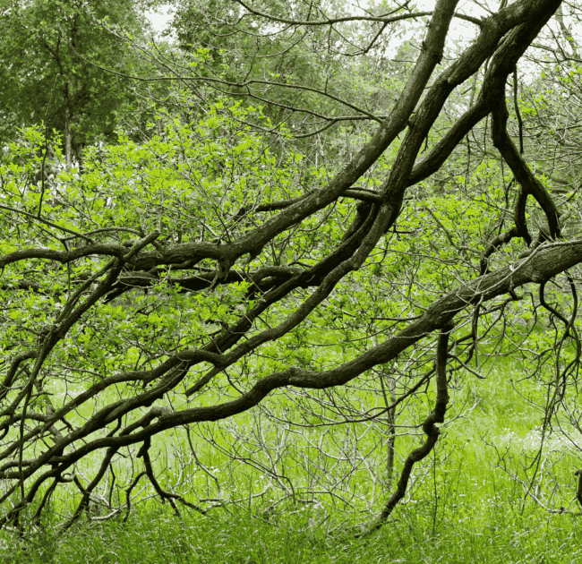 tree thinning services for low hanging branches