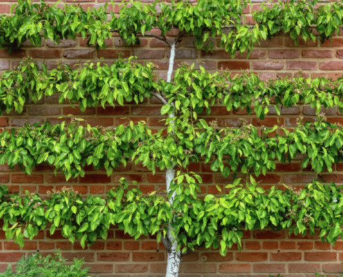 Espalier Pruning