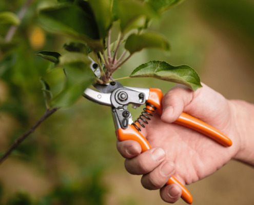 Structural pruning