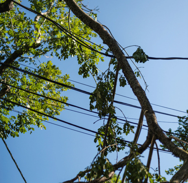 Tree pruning power lines