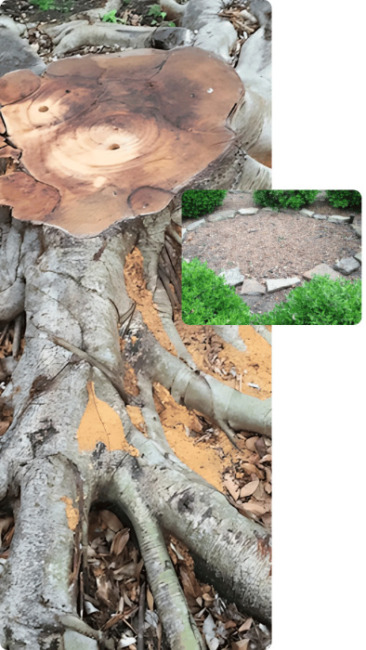 Choosing the Right Stump Grinding Service Company