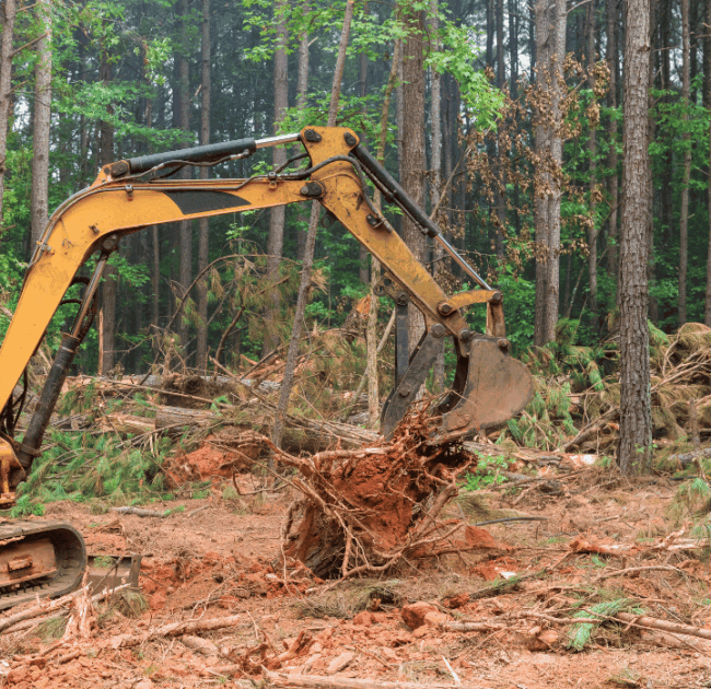 Complete Stump Removal