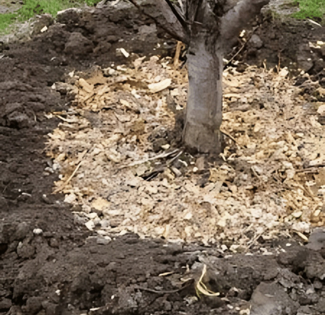 Eco-Friendly Stump Disposal