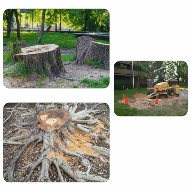 Stump Grinding and Landscape Preparation in Houston, TX