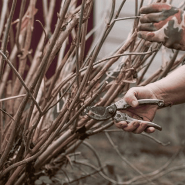 seasonal changes shrub trimming