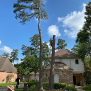 Houston's Local Tree Service Company
