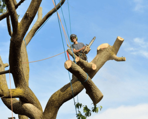 Tree Cutting Services in The Woodlands, TX
