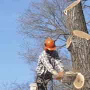 Houston Texas Tree Cutting Services
