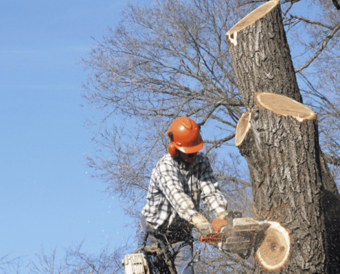 Houston Texas Tree Cutting Services